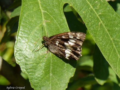 Brintesia circe, le Silène